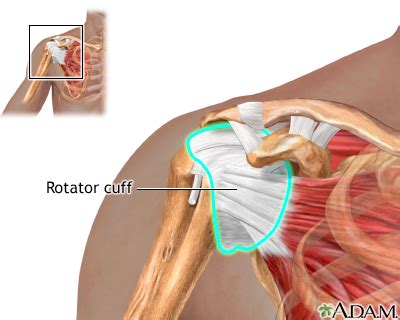 Rotator Cuff Repair Seriesnormal Anatomy Medlineplus Medical My XXX Hot Girl