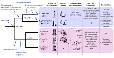 Evolutionary Patterns Of Sex Chromosome Composition G Band Giemsa Download Scientific Diagram