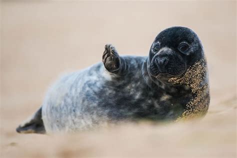 Seals Animal Seal Hd Wallpaper Peakpx