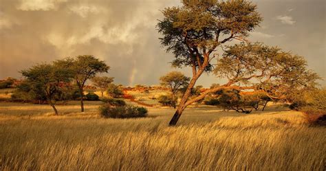 African Savanna Photography Pets Lovers