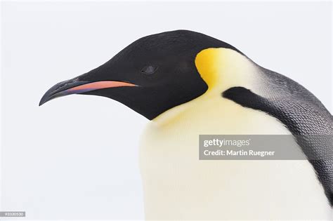 Emperor Penguin Portrait High Res Stock Photo Getty Images