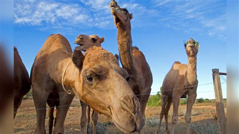 Astonishing Story Of Australian Camels And Why Thousands Of Them Are