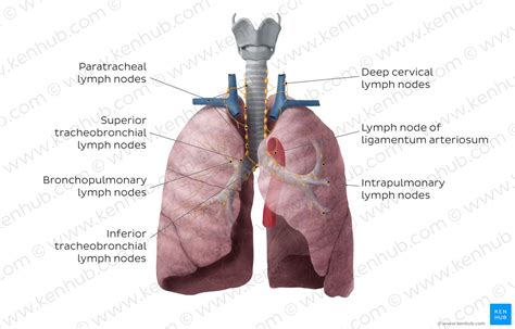 Diagram Pictures Lymphatics Of The Lungs Anatomy Kenhub