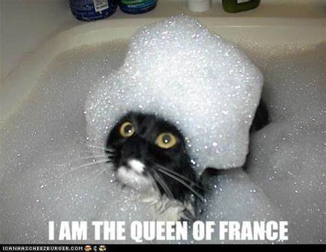 Classic LOLcat Lolcats Lol Cat Memes Funny Cats Funny Cat