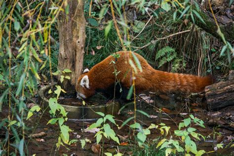 Red Panda In The Forest High Quality Animal Stock Photos ~ Creative