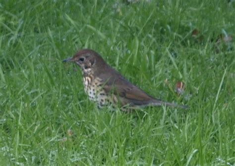 Song Thrush Identify This Wildlife The Rspb Community