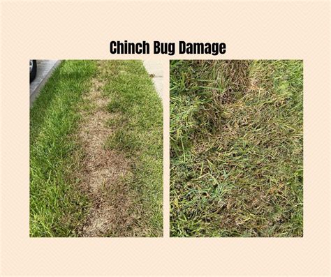 Chinch Bugs Take All Patch Or Brown Patch Which Is It
