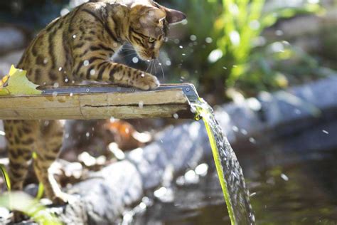 9 Cat Breeds That Love Water Adventure Cats