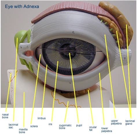 Eye Model Labeled Anatomy