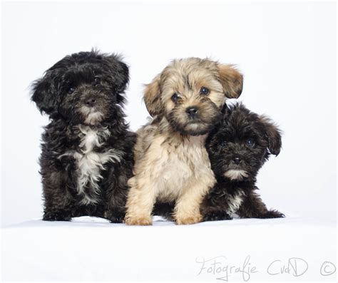 Shih Tzu X Poodle Mix Breed Puppies Mixed Breed Puppies Poodle