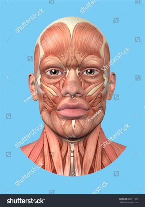 Anatomy Front View Major Face Muscles Stock Illustration 259811765