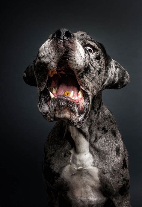 A Photographer Has Created A Series Of Paw Traits Of Hungry Dogs