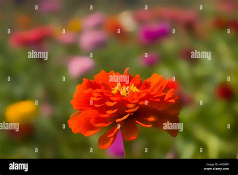Red Zinnia Flower Asteraceae Stock Photo Alamy