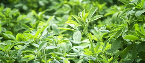 Alfalfa is full of vitamins, including a, b6, b12, c, d, e, and k, as well as minerals, such as calcium, iron, magnesium, zinc, phosphorus, and potassium. The Amazing health benefits of Alfalfa Grass - Knowledge ...