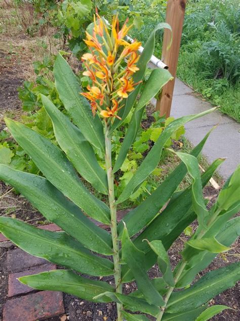 Is This Ginger Edible The Survival Gardener