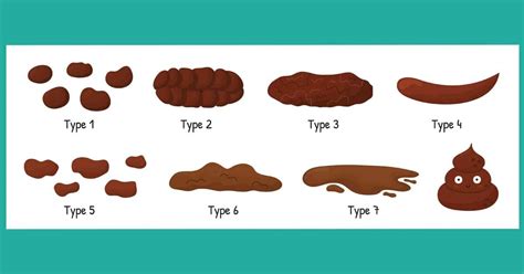 Bristol Stool Chart Checking If Your Poop Is Healthy 56 Off