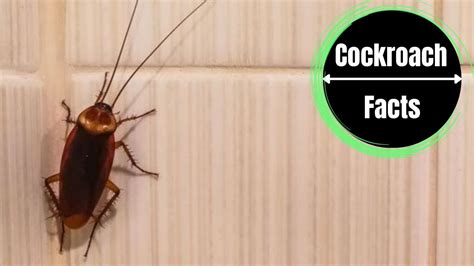 Can Cockroaches Climb Walls The Cockroach Facts