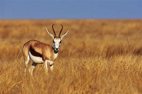 How To See A Springbok — The Symbol Of The Rsa In Cape Town