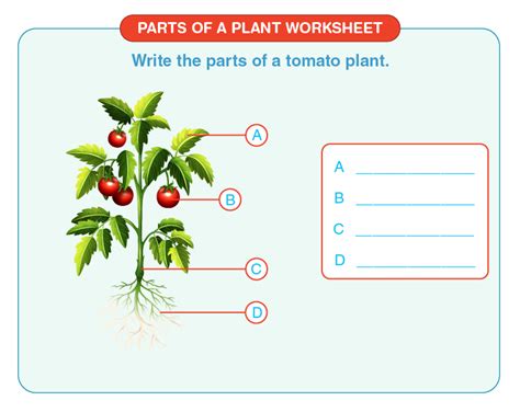 Parts Of A Plant Worksheet Download Free Printables For Kids Online