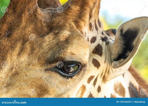 Close Up Of An Eye Of Beautiful Giraffe Stock Image Image Of Nostril
