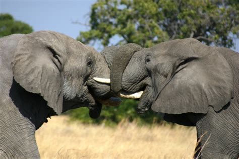 Moremi Game Reserve Botswana Safaris Africa Safaris Shanrod Africa