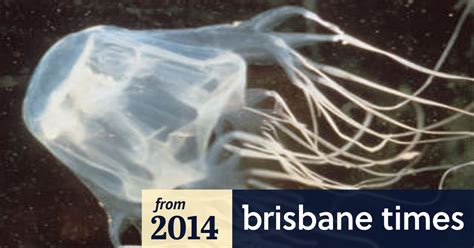 Vinegar Still Best For Box Jellyfish Stings Says Top Doctor