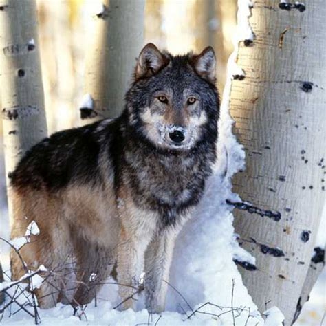 Animals Plants Rainforest Gray Wolf Canis Lupus