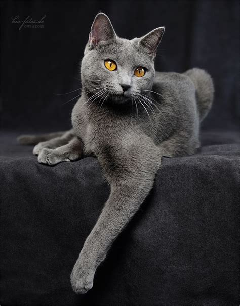 Pin By Gordana Zulin On Animaux Beautiful Cats Blue Cats Chartreux Cat