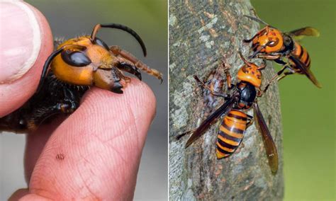 (bind, torture, kill) killer tormented sedgwick county through a series of heinous murders. Terrifying moment a 'murder hornet' kills a mouse in under ...