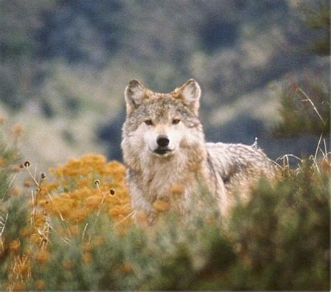 Mexican Wolf The Life Of Animals