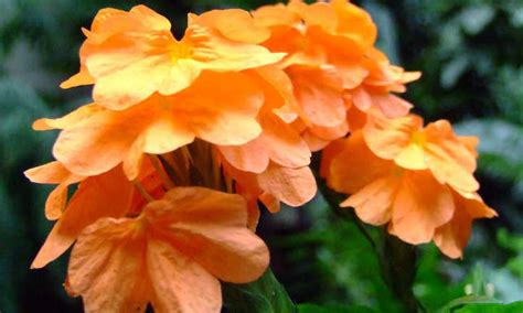 A Gardening Guide To Planting Crossandra In Your Home