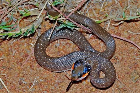 Snakes Of South Africa Identification How To Recognize Snake Species