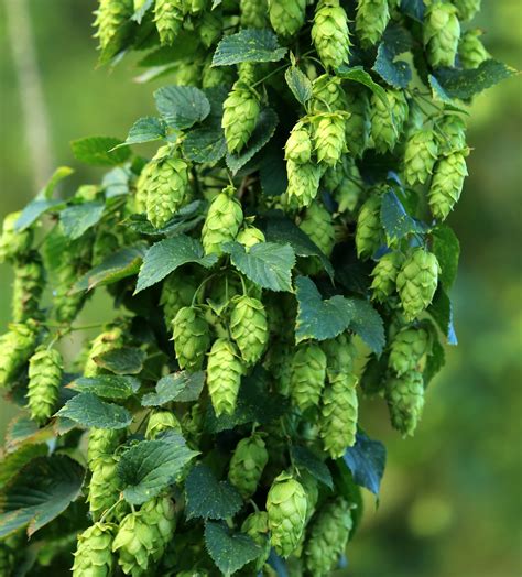 Hops Stocks Farm