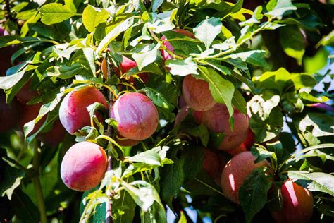 Dwarf Fruit Trees You Can Grow In Any Yard