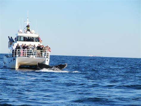 Sydney's best value whale watch; Whale Watching Sydney - 2021 All You Need to Know Before ...
