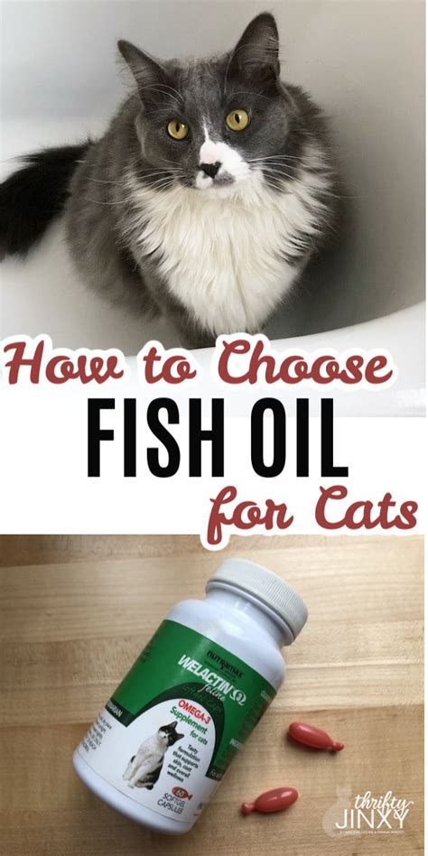 Can my cat eat eggs? Fish oil has many benefits for cats including skin, heart ...