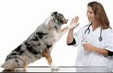 Images of Veterinary Animal Hospital
