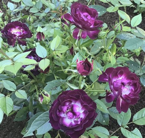 Deep Purple Rose — Bbc Gardeners World Magazine