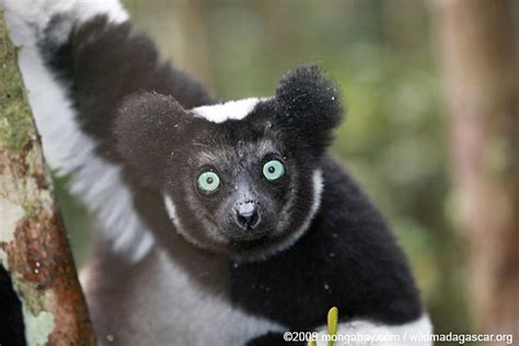 Picture Indri Lemur Indri Indri