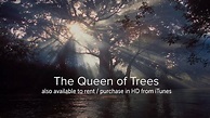 The Queen of Trees (2014) - Stunning and Beautiful Nature Documentary ...