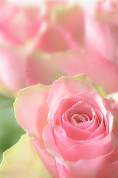 Delicate Soft Pink Rose With More Roses By Ekspansio