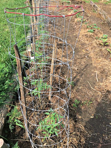 2 Ways To Stake Tomatoes Farm Fresh For Life Real Food For Health