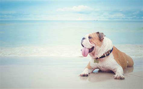 Our top picks lowest price first star rating and price top reviewed. Dog Friendly Beaches in Miami | MiamiandBeaches.com ...