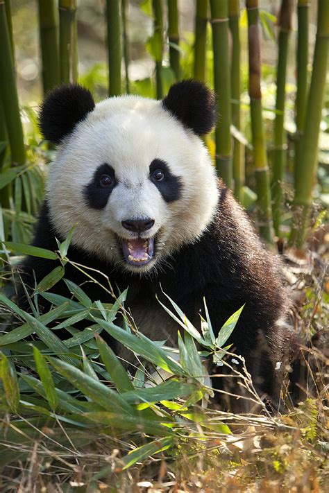 A Happy Panda Jim Zuckerman Photography And Photo Tours