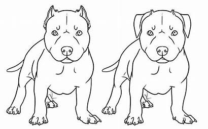 Pages Pitbull Coloring Realistic Getcolorings