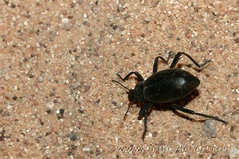 Insects Ants Spiders Beetles And More That Are Found In The Desert