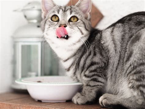 Maybe you would like to learn more about one of these? Best Wet Cat Food | We Open the Lid on the Top Wet Cat Foods
