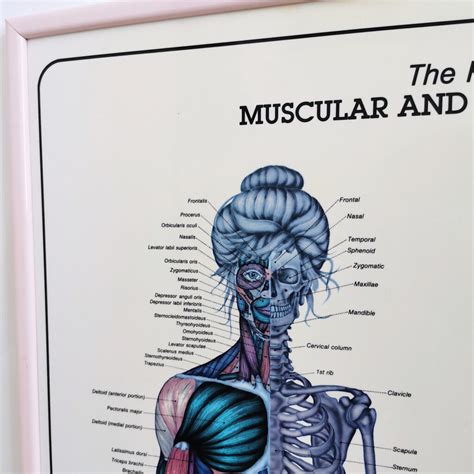 Vintage 1980s “bruce Algra” Female Anatomy Poster Needful Things Online