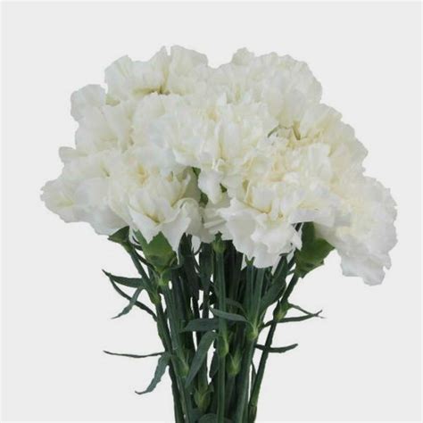 Carnations White Fancy Flowers Bulk Wholesale Blooms By The Box