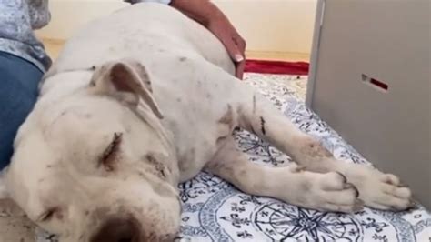 Abused Dog With Belly Full Of Puppies Rescued By Big Dog Ranch Rescue